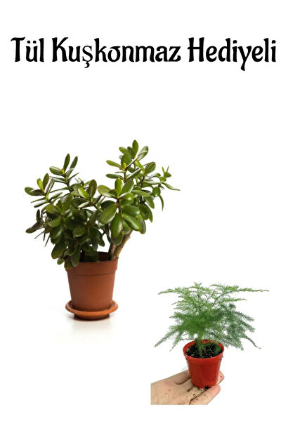 Bitkim Sende İç Mekan Bitkileri