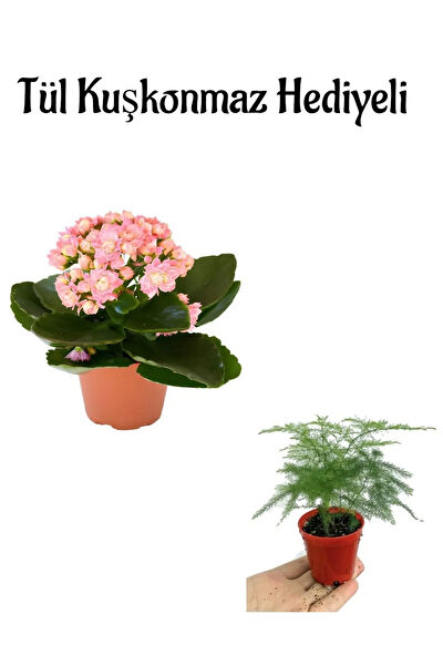 Bitkim Sende İç Mekan Bitkileri