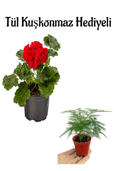 Bitkim Sende İç Mekan Bitkileri