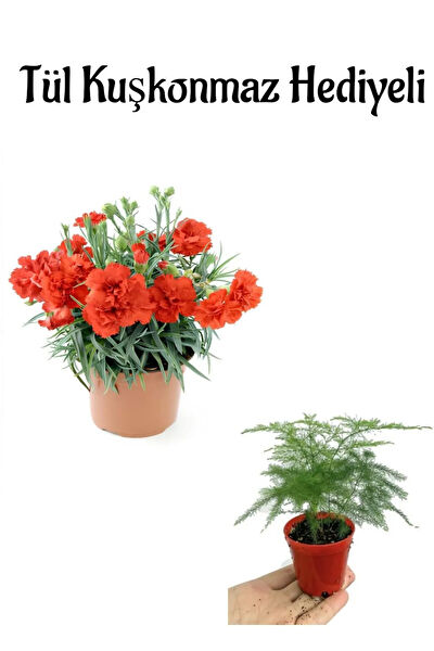 Bitkim Sende İç Mekan Bitkileri