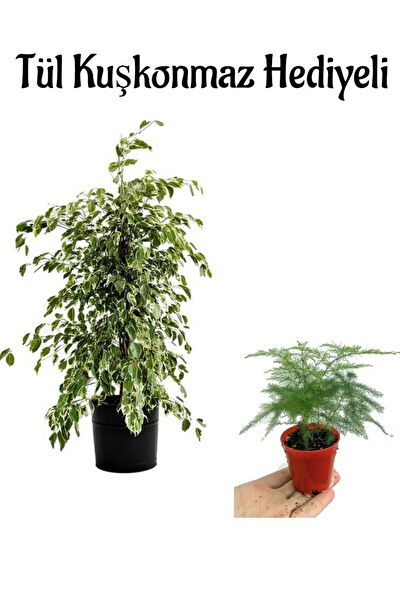 Bitkim Sende İç Mekan Bitkileri