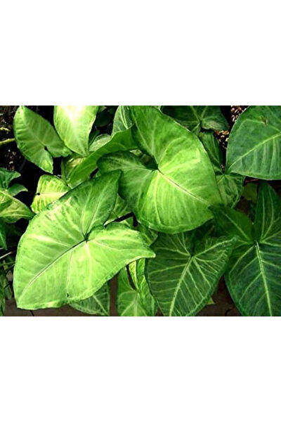 Bitkim Sende İç Mekan Bitkileri