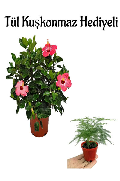 Bitkim Sende İç Mekan Bitkileri