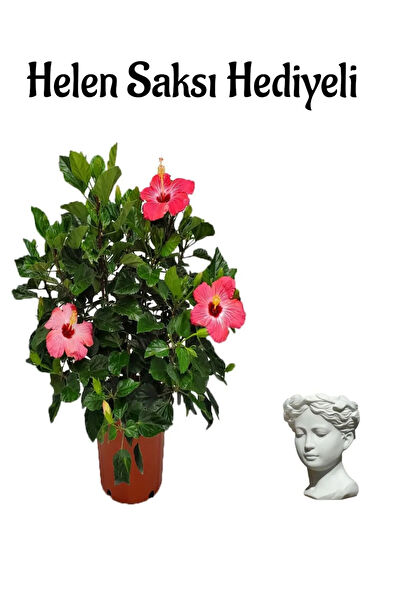 Bitkim Sende İç Mekan Bitkileri