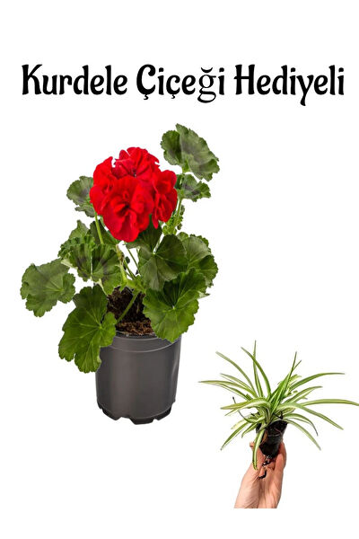 Bitkim Sende İç Mekan Bitkileri