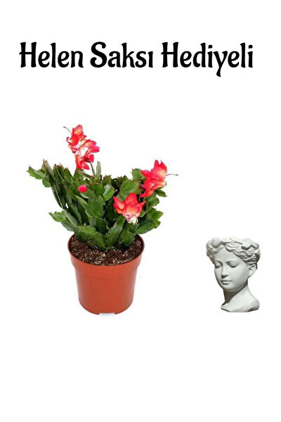 Bitkim Sende İç Mekan Bitkileri