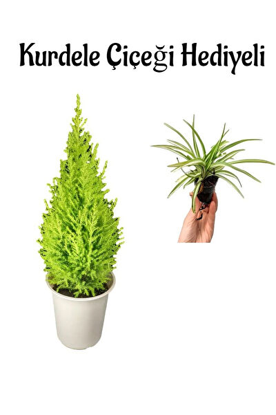 Bitkim Sende İç Mekan Bitkileri