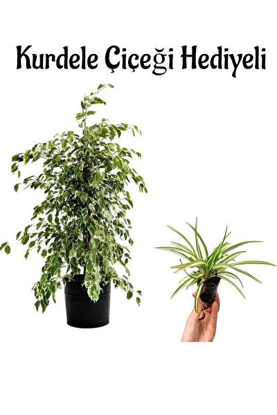 Bitkim Sende İç Mekan Bitkileri