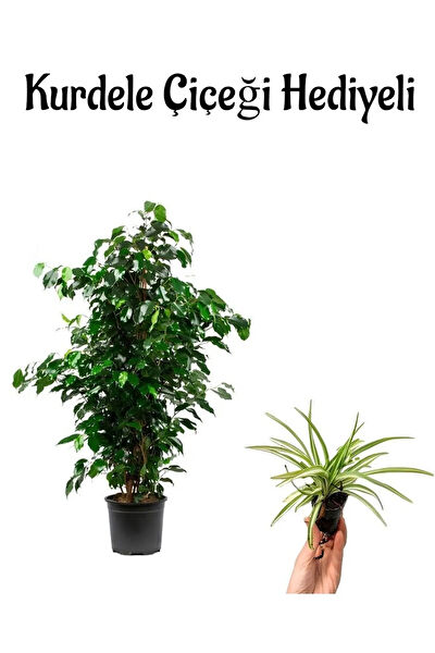 Bitkim Sende İç Mekan Bitkileri