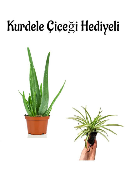 Bitkim Sende İç Mekan Bitkileri