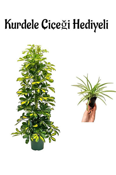 Bitkim Sende İç Mekan Bitkileri