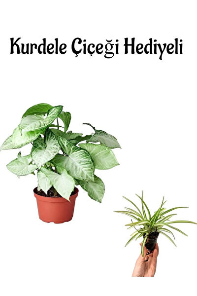 Bitkim Sende İç Mekan Bitkileri