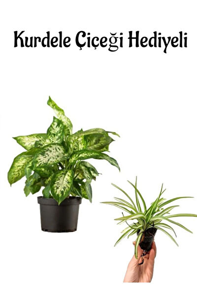 Bitkim Sende İç Mekan Bitkileri