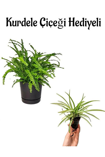 Bitkim Sende İç Mekan Bitkileri