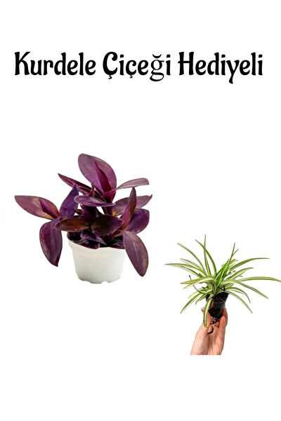 Bitkim Sende İç Mekan Bitkileri