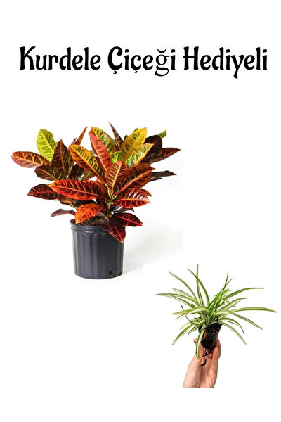 Bitkim Sende İç Mekan Bitkileri