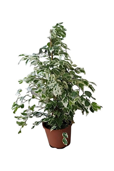 Bitkim Sende İç Mekan Bitkileri