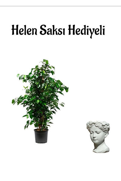 Bitkim Sende İç Mekan Bitkileri