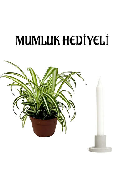 Bitkim Sende İç Mekan Bitkileri