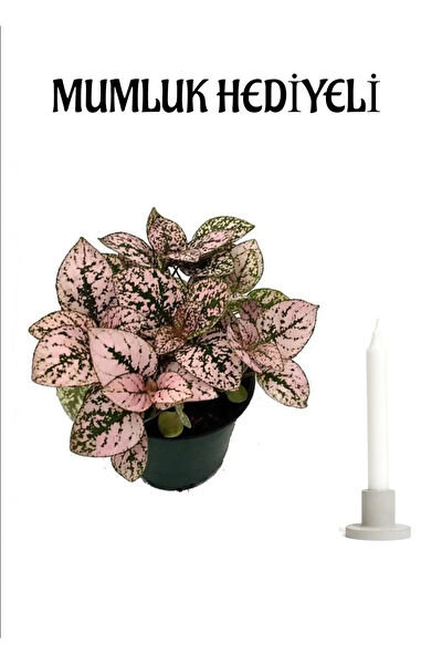 Bitkim Sende İç Mekan Bitkileri