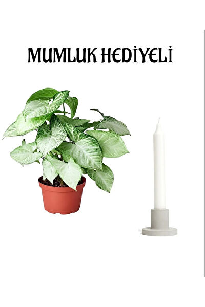 Bitkim Sende İç Mekan Bitkileri