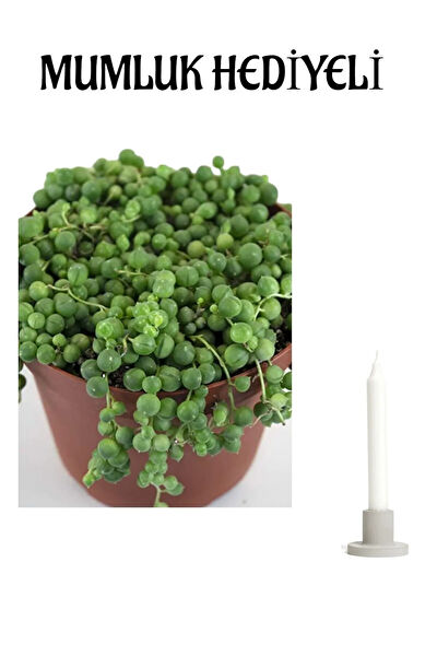 Bitkim Sende İç Mekan Bitkileri