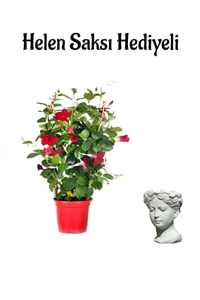 Bitkim Sende İç Mekan Bitkileri