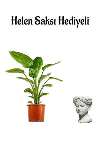 Bitkim Sende İç Mekan Bitkileri