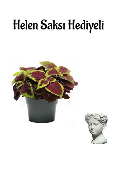 Bitkim Sende İç Mekan Bitkileri