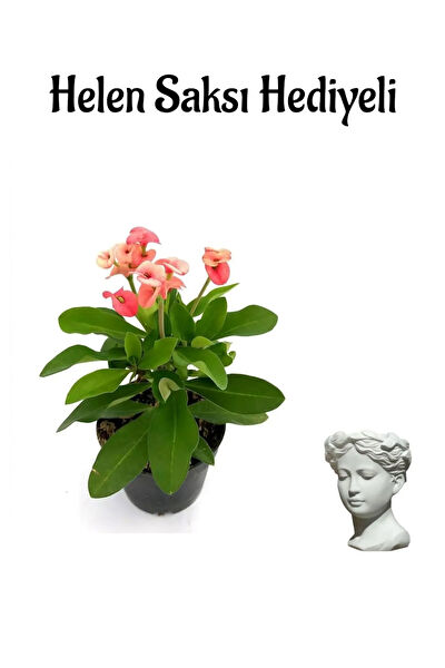 Bitkim Sende İç Mekan Bitkileri