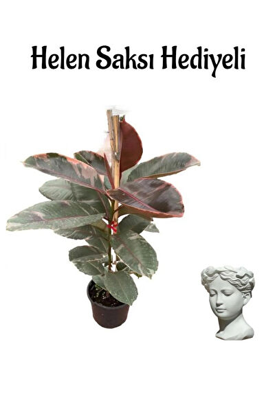 Bitkim Sende İç Mekan Bitkileri