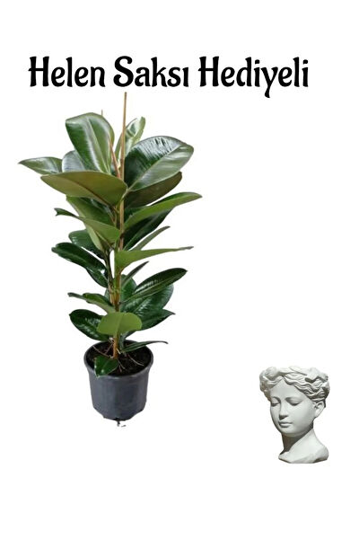 Bitkim Sende İç Mekan Bitkileri