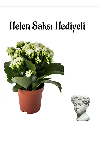 Bitkim Sende İç Mekan Bitkileri