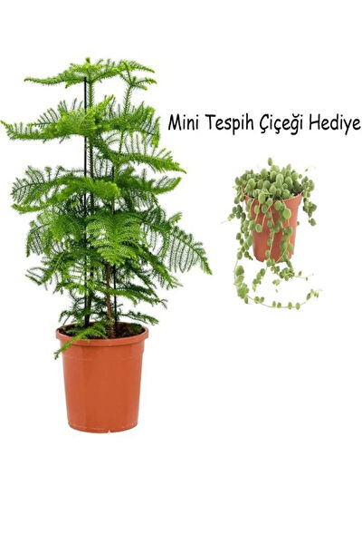 Bitkim Sende İç Mekan Bitkileri