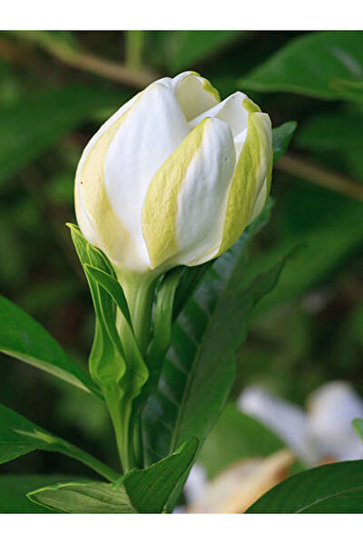 Bitkim Sende İç Mekan Bitkileri