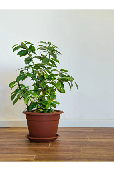 Bitkim Sende İç Mekan Bitkileri