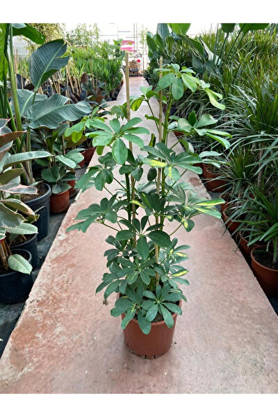 Bitkim Sende İç Mekan Bitkileri