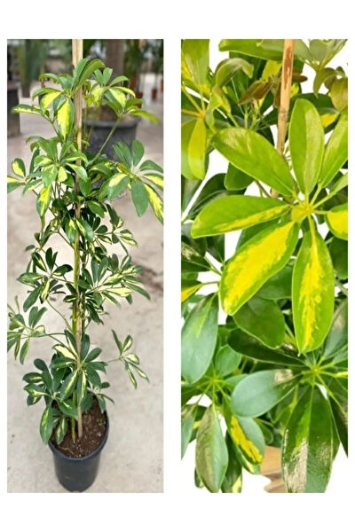 Bitkim Sende İç Mekan Bitkileri