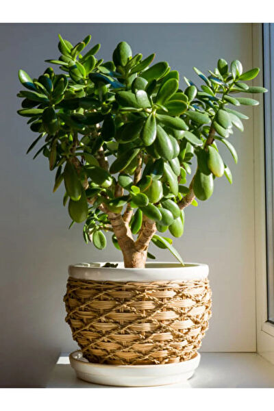 Bitkim Sende İç Mekan Bitkileri