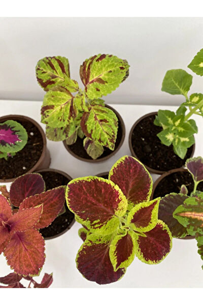 Bitkim Sende İç Mekan Bitkileri