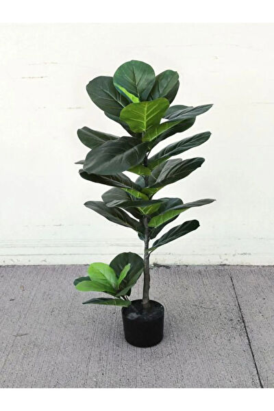 Bitkim Sende İç Mekan Bitkileri