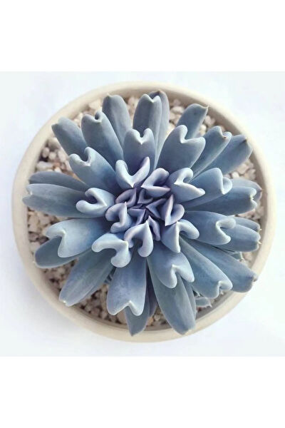 Bitkim Sende İç Mekan Bitkileri