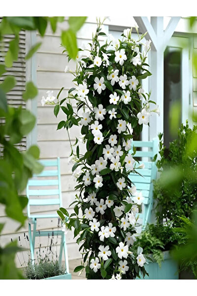 Bitkim Sende İç Mekan Bitkileri