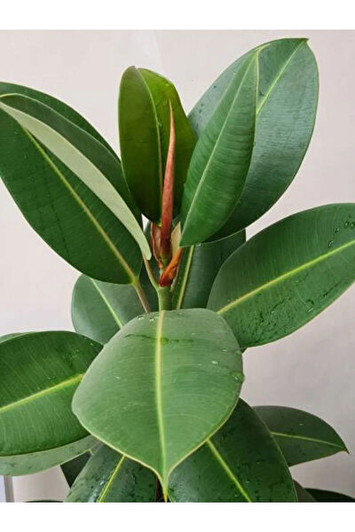 Bitkim Sende İç Mekan Bitkileri