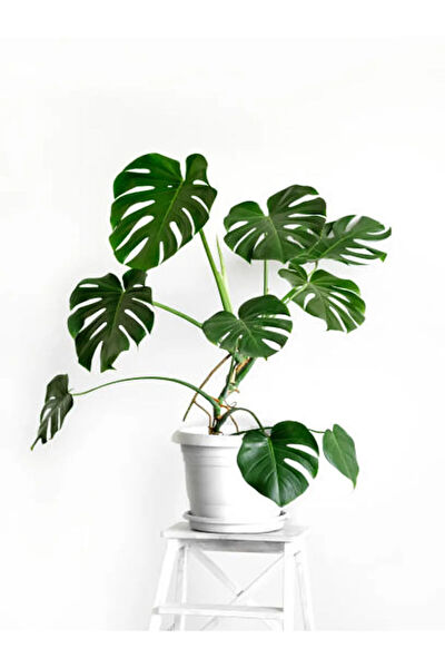 Bitkim Sende İç Mekan Bitkileri