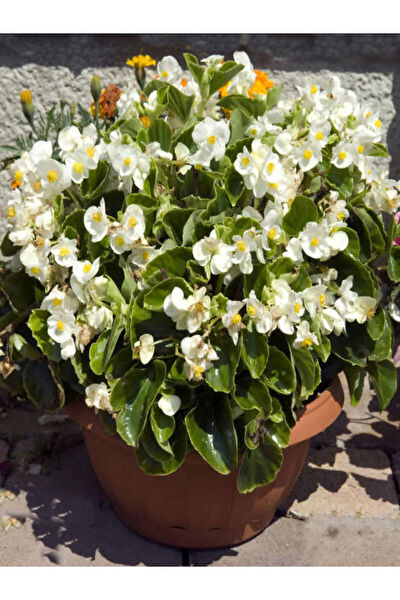 Bitkim Sende İç Mekan Bitkileri