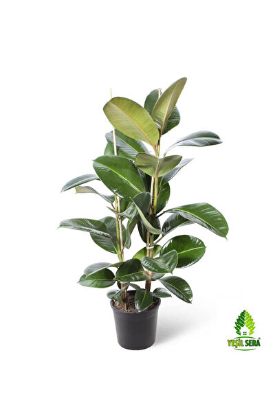 Bitkim Sende İç Mekan Bitkileri