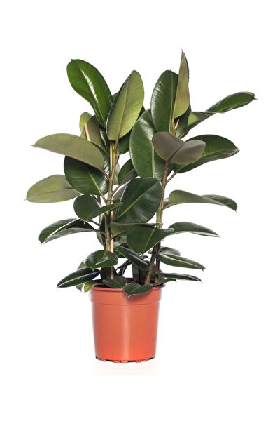 Bitkim Sende İç Mekan Bitkileri