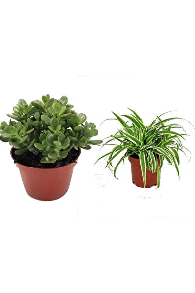 Bitkim Sende İç Mekan Bitkileri