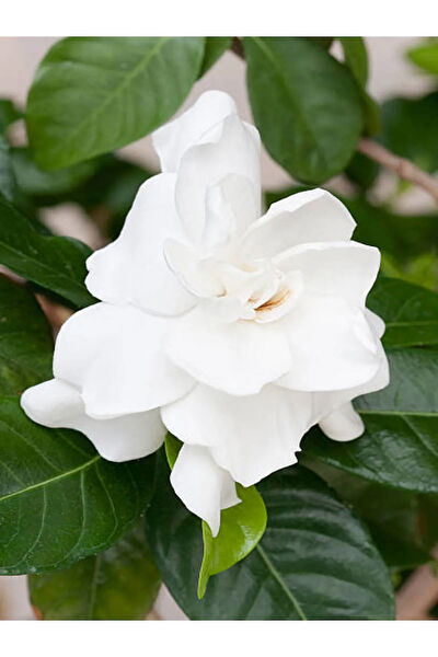 Bitkim Sende İç Mekan Bitkileri